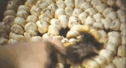 6dbe-gifb52e98e983d9fe1ed061e3be3eaf6819.gif