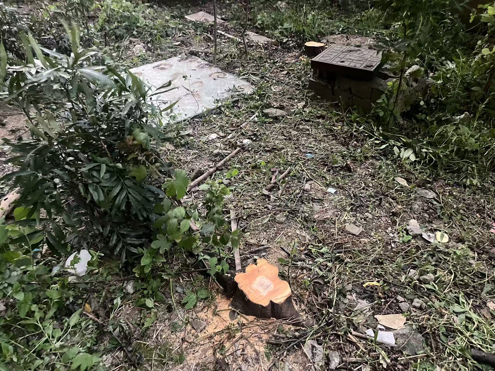 桂花树（8年）