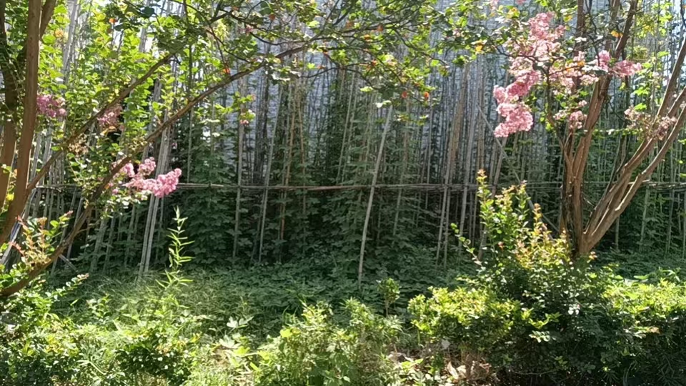 绿藤杂草