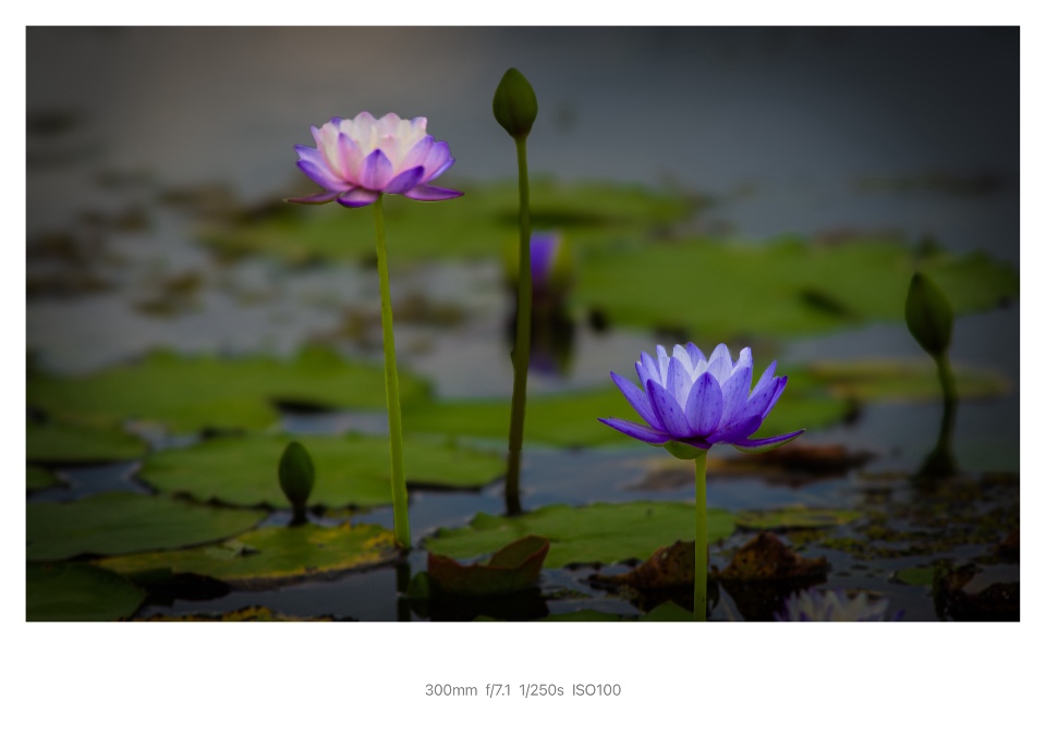 IMG_5244.jpeg