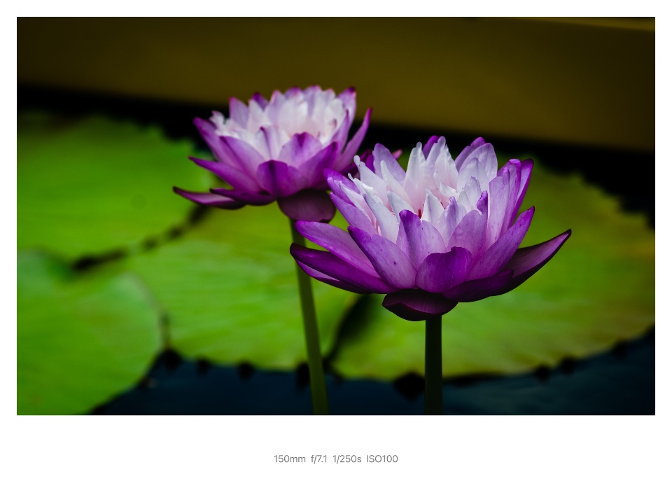 IMG_5285.jpeg