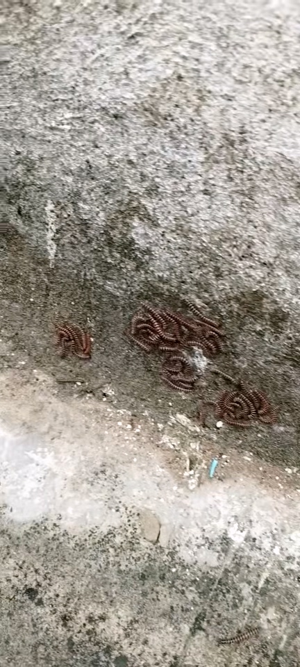虫子成群爬满30号院墙1