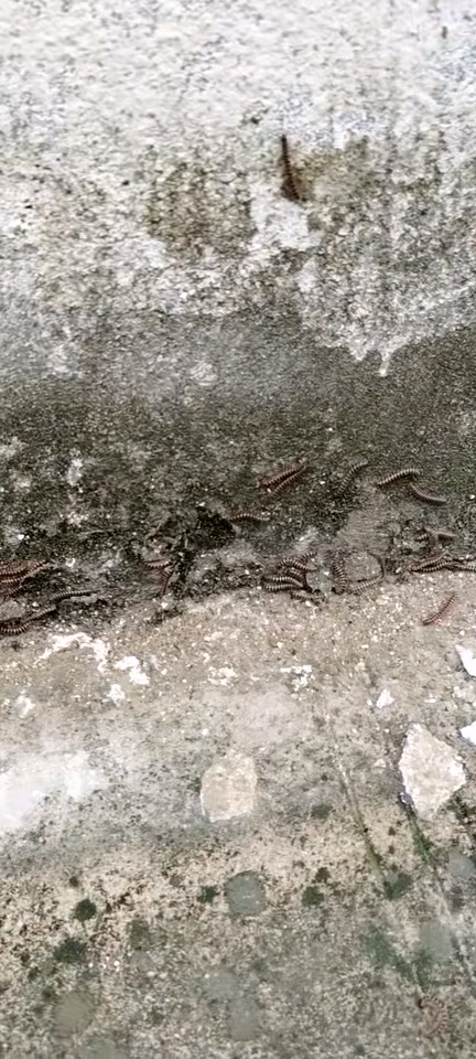 虫子成群爬满30号院墙2