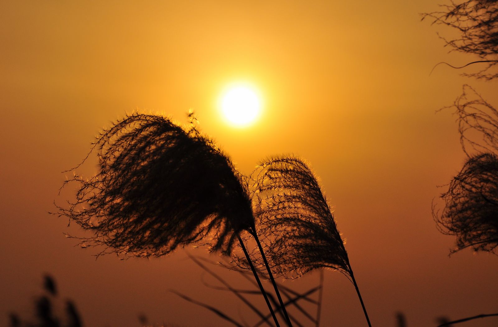 夕阳无限好简谱_夕阳无限好只是近黄昏(5)