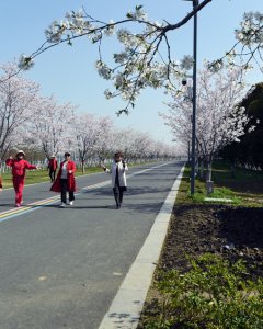 缨花万公堤