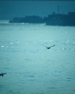 《生态大运河》