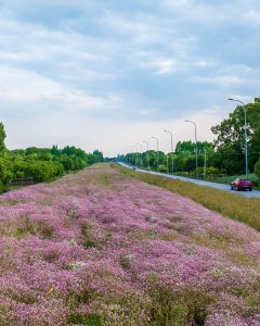 仙南花路