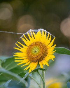 那片向日葵（组照）