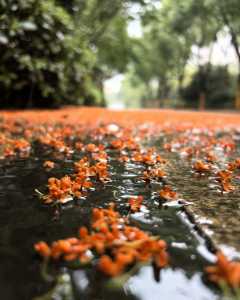 雨打桂花落