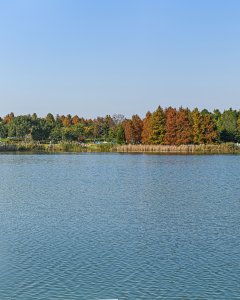 太湖湿地公园秋色