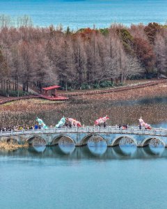 元宵.魚灯.彩虹桥