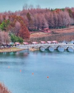 八鲤游春。残荷映灯