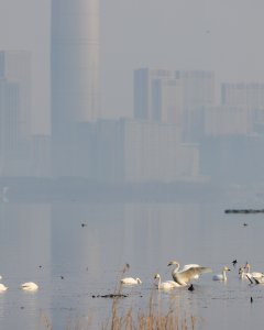 天鹅湖