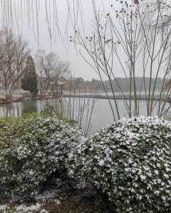 2023年第一场雪—吴江公园小景
