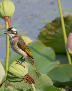 夏天的歌