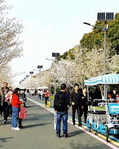 樱花大道