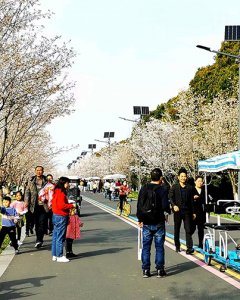 樱花大道