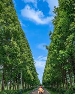 汾湖史北村美丽村道