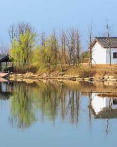 《水乡春早》